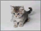 Kitten